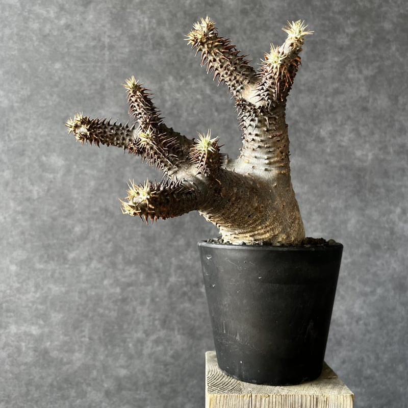 現地球・発根済】パキポディウム マカイエンセ 魔界玉 PML-1 | Laule'a