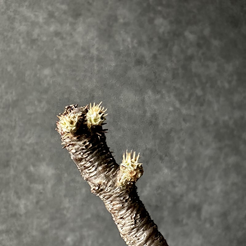 パキポディウム グラキリス【L】現地球/発根済 PGL-12 | Laule'a PLANTS