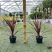 Amazon｜アガベ リュウゼツラン アメリカーナ アオノリュウゼツラン