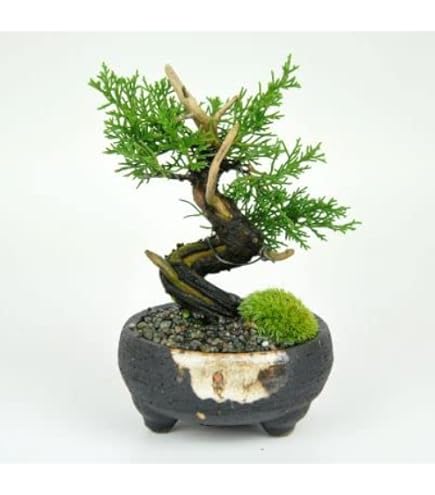 Amazon.co.jp: 『タヌキ真柏』糸魚川真柏 ミニ盆栽 (双幹)【泰寿園