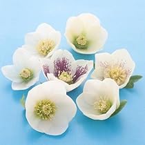 4140uwQdtHL._AC_UL210_SR210,