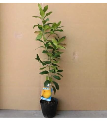 Amazon.co.jp: レモン マイヤー 樹高0.4m前後 15cmポット 【 単 品