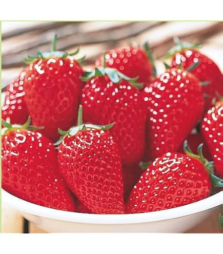 Amazon | 苺（イチゴ） とちおとめの苗（3苗セット） | 野菜