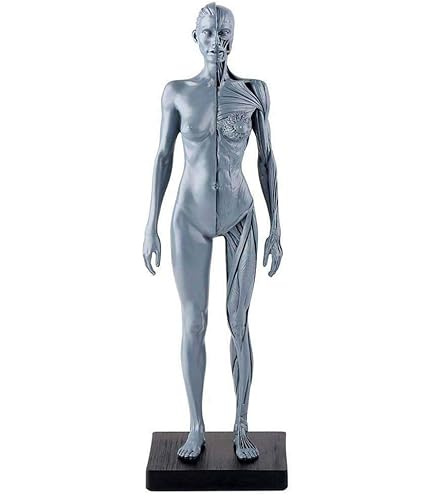 Amazon.co.jp: Luckyパンダ TopSellerパンダ 女性 人体モデル 人体模型