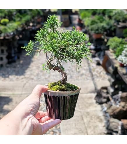 Amazon.co.jp: 『タヌキ真柏』糸魚川真柏 ミニ盆栽 (双幹)【泰寿園