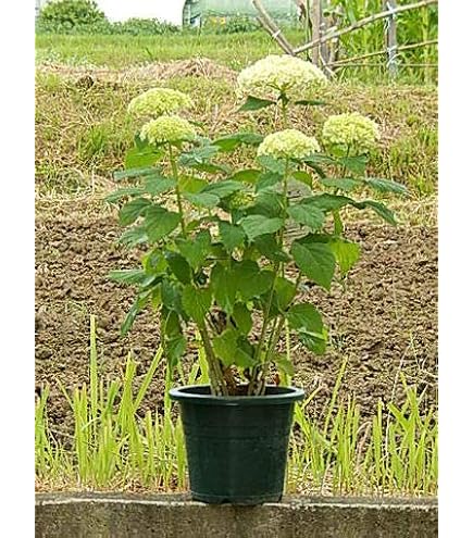 Amazon.co.jp: 苗 苗木 プレミアムアジサイセット2種2株 / オーロラ