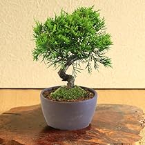 51Ait8xcR4L._AC_UL210_SR210,