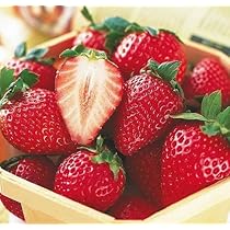 Amazon | 苺（イチゴ） とちおとめの苗（3苗セット） | 野菜