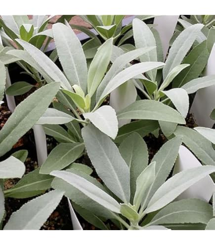 Amazon.co.jp: ホワイトセージの苗 2苗セット 9-10.5cmポット苗