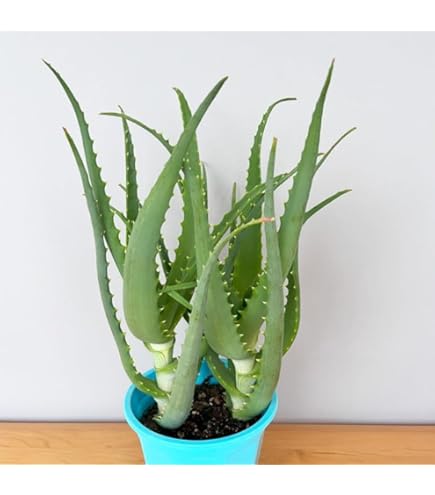 Amazon.co.jp: アロエ TCT ハイブリッド ブルーシャーク 抜き苗発送