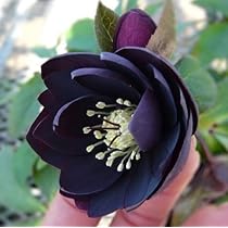 Amazon | 松村ナーセリー・実生選抜苗 クリスマスローズ ダブル 黒赤系