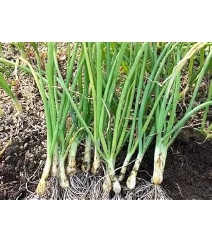 Amazon.co.jp: 玉ねぎ苗 10本～ 令和6(2024)年産 (アトン(中生)【大玉
