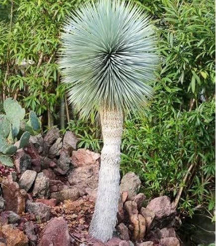 Amazon | 【種子】Ravenala Madagascariensis◇タビビトノキ◎旅人の木