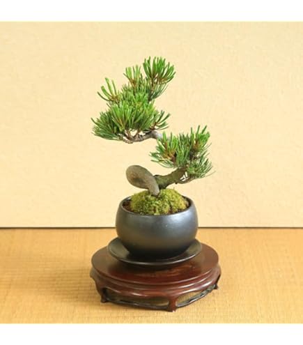 Amazon | 苗：黄金真柏（おうごんしんぱく） | 盆栽