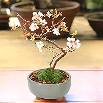 51eDaPuy61L._AC_UL210_SR210,