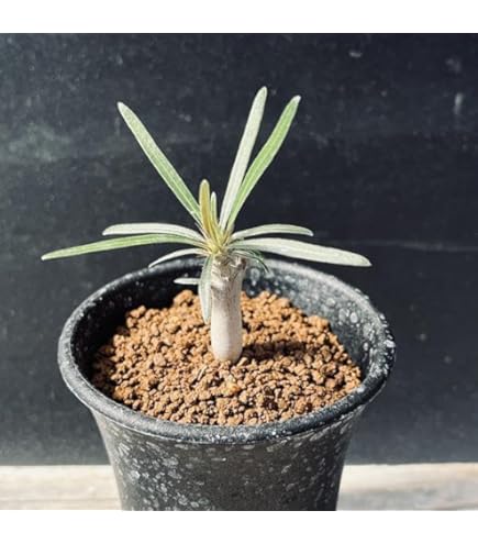 Amazon｜【現品限り】パキポディウム・グラキリス 実生 大株【D14