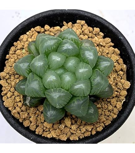 Amazon.co.jp: ハオルチア 多肉植物 ドドソン紫オブツーサ錦 糊斑