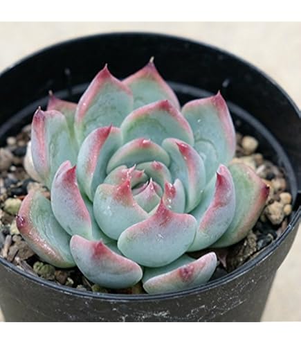 Amazon｜クスピダータサンロベルト×リンゼアナ エケベリア 多肉植物