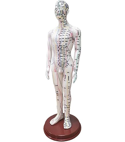 Amazon.co.jp: 鍼灸モデル、人体の鍼灸モデル60cmクリア経絡ツボモデル