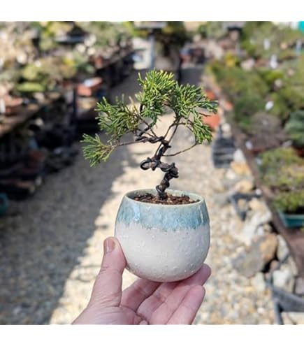 Amazon.co.jp: 遊恵盆栽： 特選ガジュマル(多幸の樹)*(苔・石付き)(青