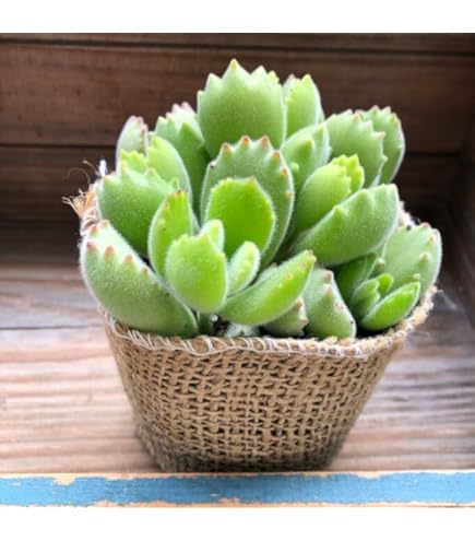 Amazon｜クスピダータサンロベルト×リンゼアナ エケベリア 多肉植物