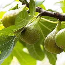 61Ep4-v+ZZL._AC_UL210_SR210,