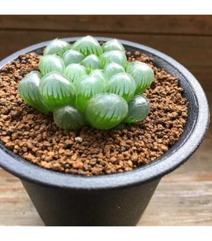 Amazon｜ハオルチア 多肉植物 白蓮オブツーサ錦 糊斑｜観葉植物