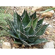 Amazon｜【種子】Agave filifera var. Compacta アガベ・フィリフェラ