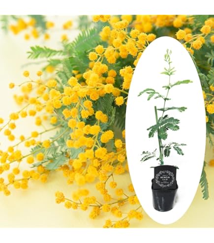 Amazon.co.jp: アカシア ミモザ 苗 ミモザアカシア 4号 樹高50～60cm