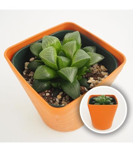 Amazon｜ハオルチア 多肉植物 水晶オブツーサ錦 実生糊斑｜観葉植物