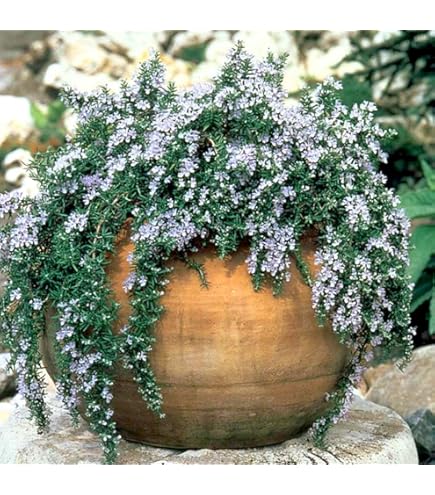 Amazon.co.jp: 宿根草 源平小菊 9cmポット エリゲロン げんぺいこ