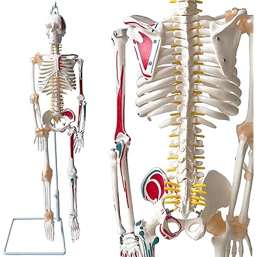 Amazon.co.jp 売れ筋ランキング: 人体模型・解剖モデル の中で最も人気