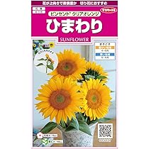Amazon | サカタのタネ 実咲花5627 ひまわり ビンセント クリア