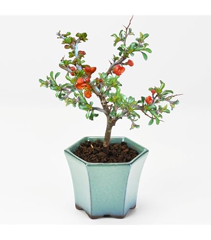 Amazon.co.jp: 盆栽：キンズ 現品*金豆・きんず kinzu bonsai 小品盆栽