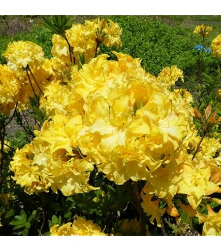 Amazon.co.jp: 八重咲き 信濃 ツツジ 【 銀河 】 苗 苗木 信濃ツツジ