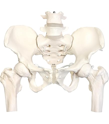 Amazon.co.jp: KIYOMARU 骨盤底筋付き女性骨盤模型 人体模型 8パーツ