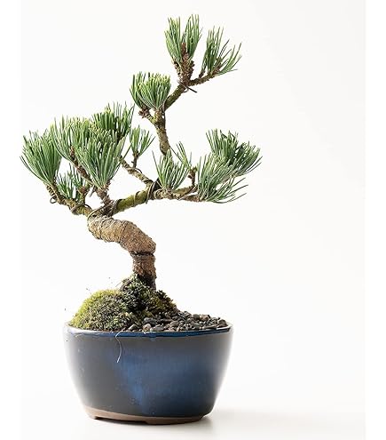 Amazon.co.jp: 『タヌキ真柏』糸魚川真柏 ミニ盆栽 (双幹)【泰寿園
