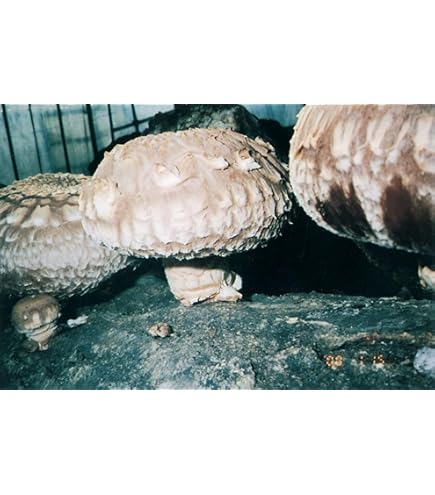 Amazon | しいたけ 種駒すその620号（棒型） 500個入り｜従来品種より