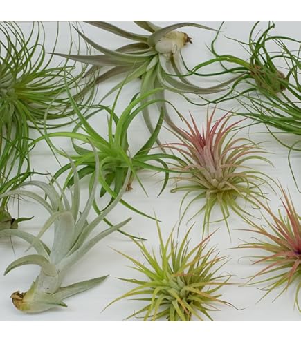 Amazon｜おしゃれ 観葉植物 エアープランツ：チランジア カウツキー