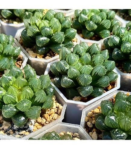 Amazon｜ハオルチア 多肉植物 水晶オブツーサ錦 実生糊斑｜観葉植物