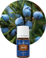 YLドリームキャッチャー 15ml | ヤング・リビング精油 | Young Living