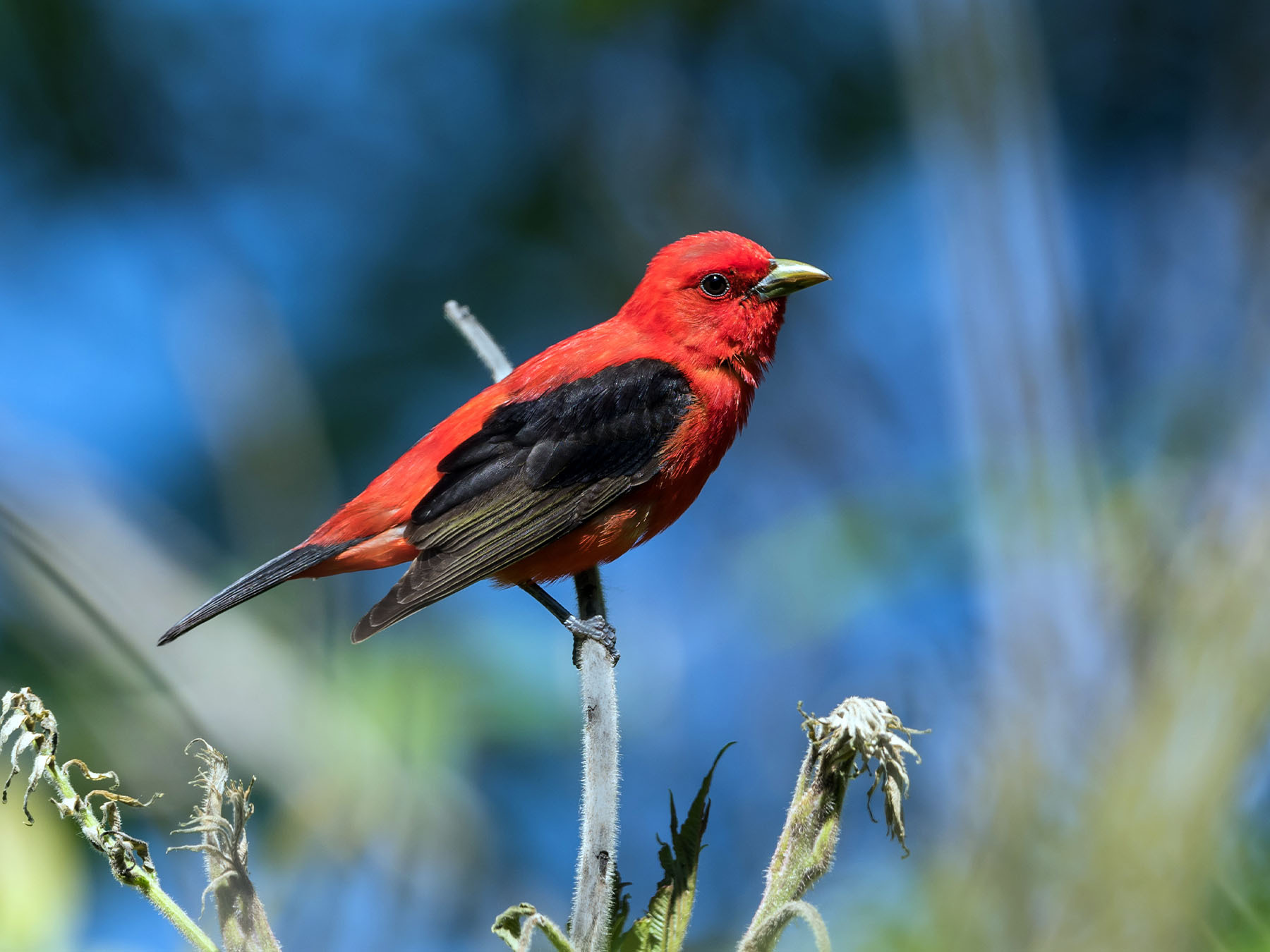 Scarlet Tanager Bird Facts (Piranga olivacea) | Birdfact