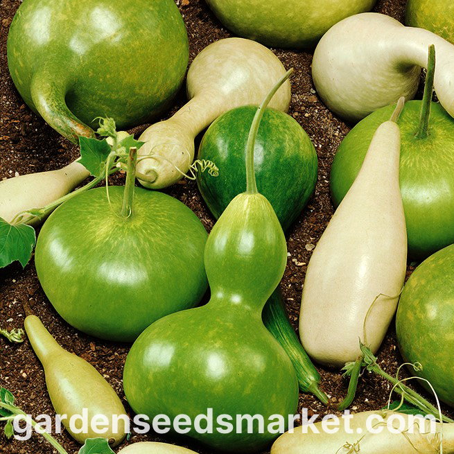 ひょうたん、ひょうたん - バラエティミックス - 7種 - Lagenaria