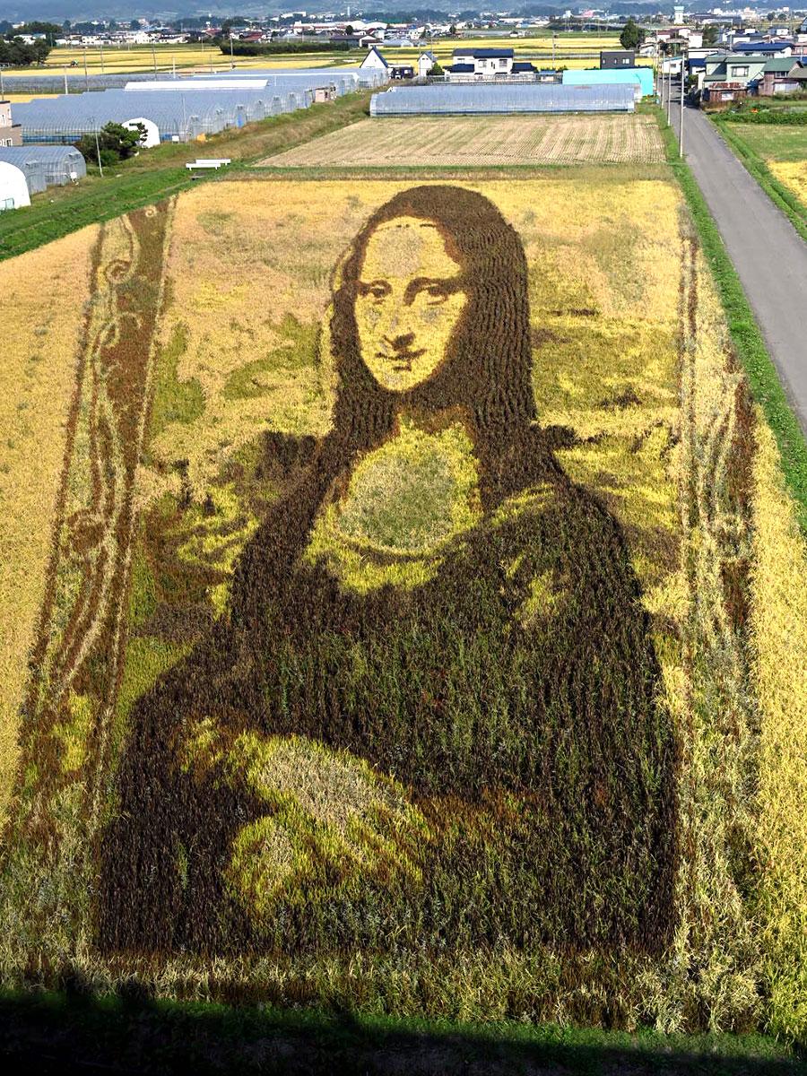 青森・田舎館の田んぼアート「モナリザ」が黄金色の見頃 - 弘前経済新聞