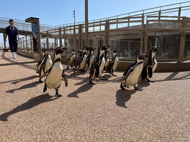 アクアワールド大洗水族館で新プログラム ペンギンが観覧通路を自由に