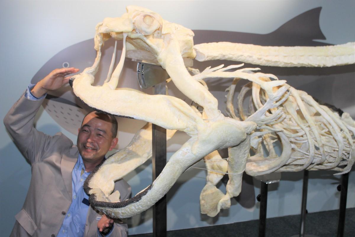 世界初、幻のサメ全身骨格標本を公開へ 鴨川シーワールドで - 外房経済新聞