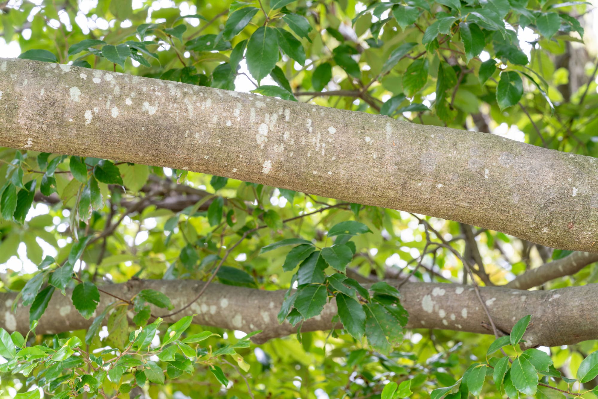 カシノキ（樫の木）の剪定は5～7月と10～11月に！大きく育てないための
