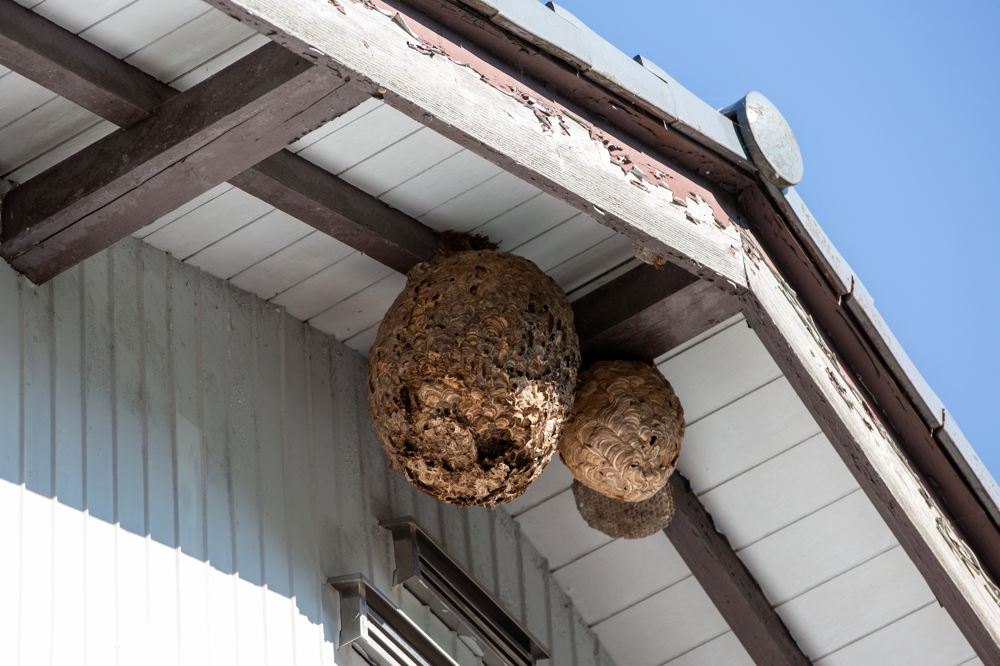 スズメバチの巣の基礎知識！見た目の特徴、巣を見つけたときの対処法は？