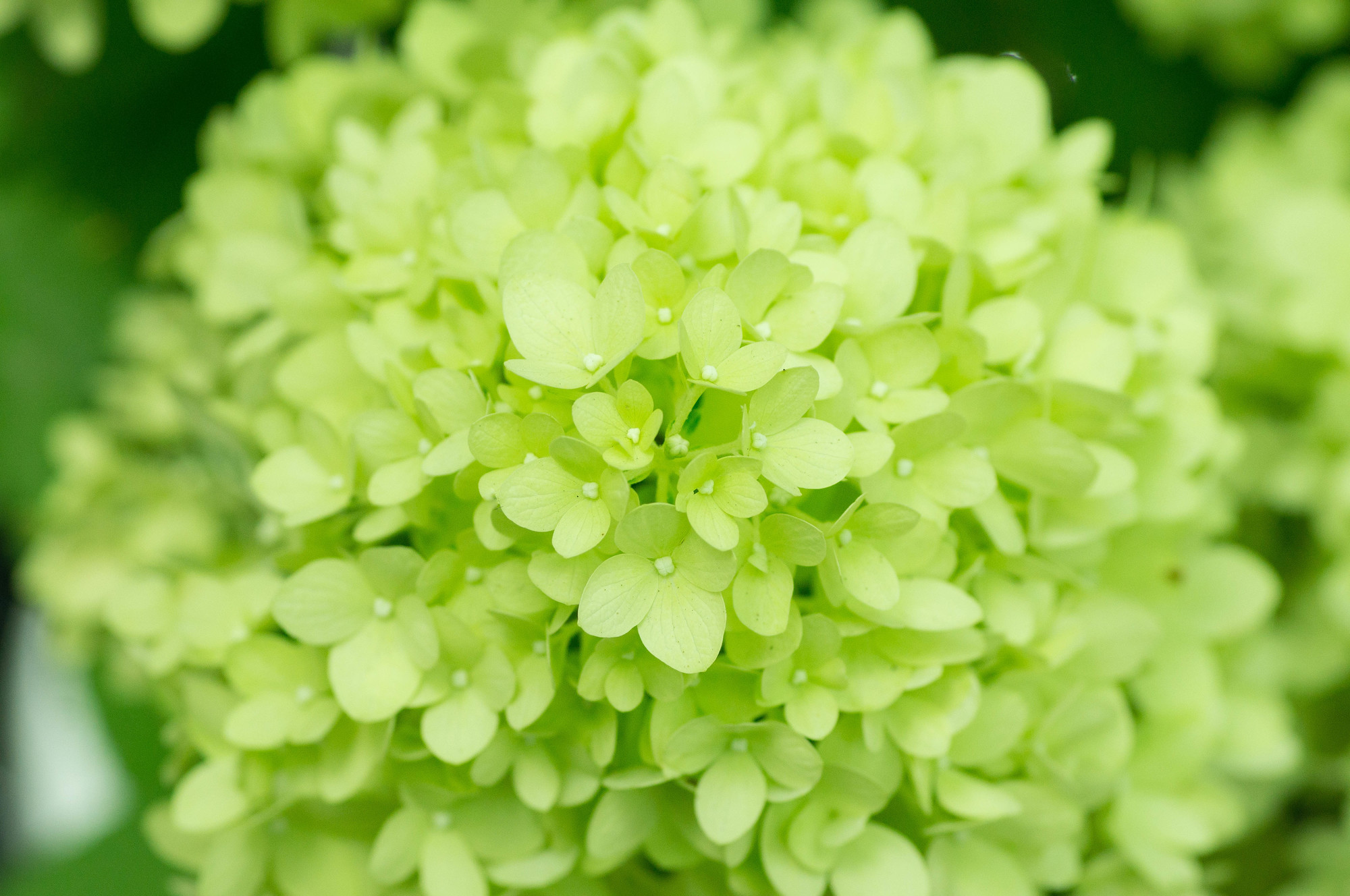 ピラミッドアジサイってどんな植物？育て方と剪定の仕方を紹介