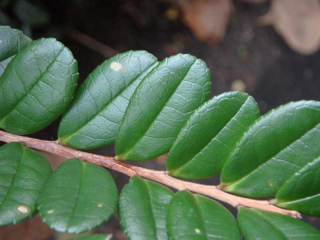 ハマヒサカキってどんな木？ヒサカキとの違いから育て方まで